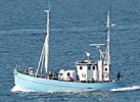 Sild og torsk på Øresund