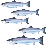 Lagan fiskerejse 1